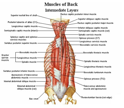 musculos extensores columna